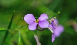沾花惹草在线观看,一场浪漫纠葛的在线情感之旅